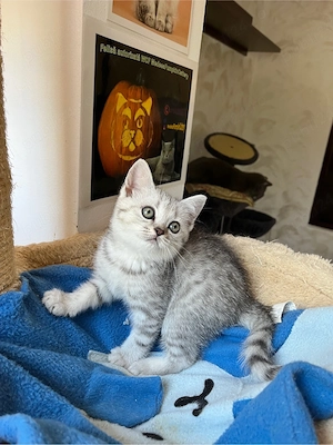 british shorthair tabby - imagine 5