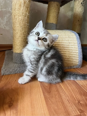 british shorthair tabby - imagine 4