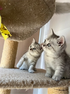 british shorthair tabby - imagine 3