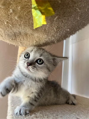british shorthair tabby - imagine 2
