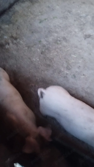 Porci si purcei de vanzare - imagine 5
