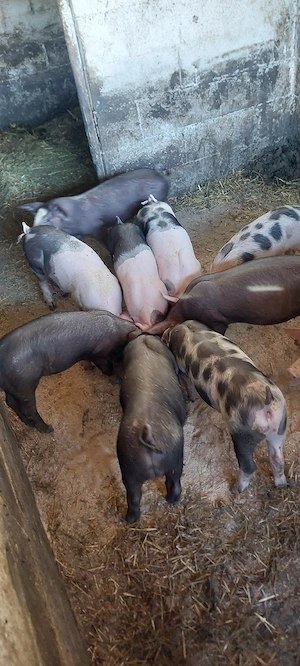 Purcei de 8saptamni 