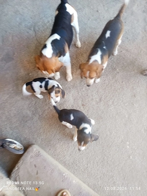 Beagle tricolor  - imagine 4