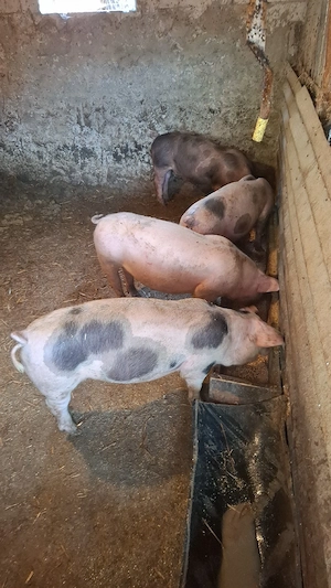 Porci mari și grasuni de vânzare  - imagine 2
