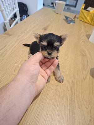 Yorkshire terrier toy 