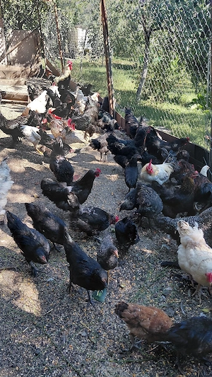 Vând pui si găini de casă 