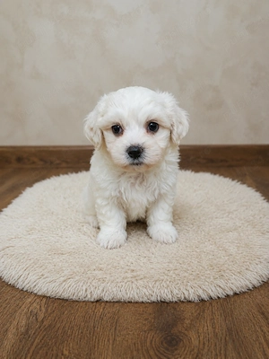 Bichon maltez maltez 