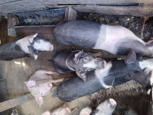 Purcei (între 20 și 35 kg) - imagine 4