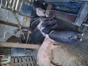Purcei (între 20 și 35 kg)