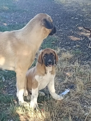 vand  catel  de  asia  centrală   - imagine 2