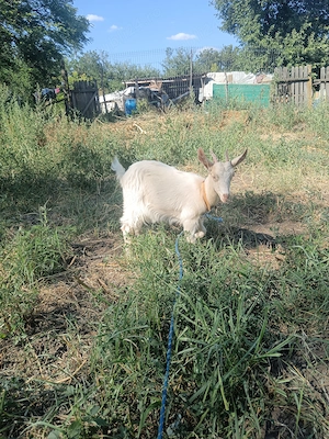 Ieduță de vânzare din capre bune de lapte  - imagine 2