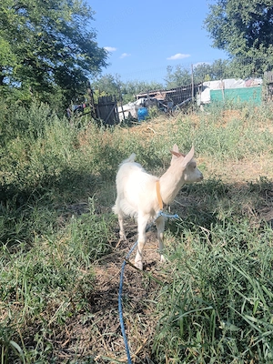 Ieduță de vânzare din capre bune de lapte  - imagine 3