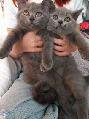 pui de British Shorthair Blue  - imagine 3