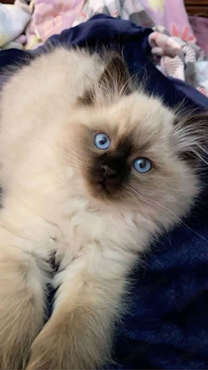 Ragdoll puiuti  - imagine 3