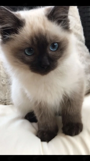 Ragdoll puiuti  - imagine 2