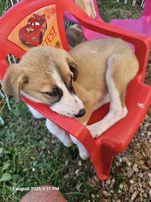 Catelusa, 3 luni,  pentru adoptie - imagine 2