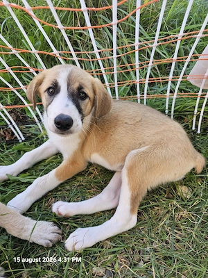 Catelusa, 3 luni,  pentru adoptie - imagine 4
