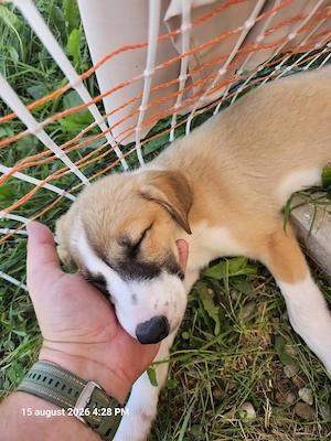 Catelusa, 3 luni,  pentru adoptie - imagine 3