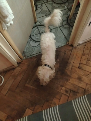 Bichon frise