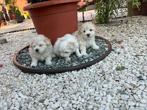 Căței bichon  - imagine 3