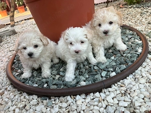 Căței bichon  - imagine 4