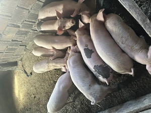 Vând 10 purcei 8 săptămâni 