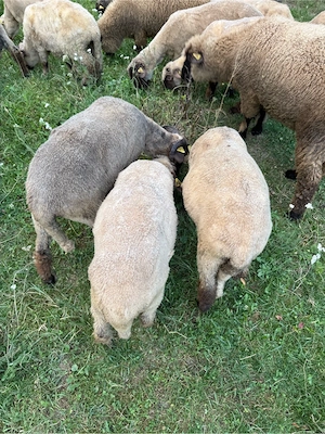 Miei de vânzare   fătați în primăvară