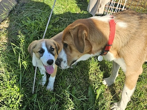 Catelusa, 3 luni,  pentru adoptie - imagine 5