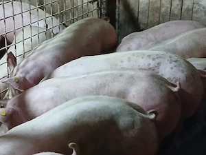 porci de carne 