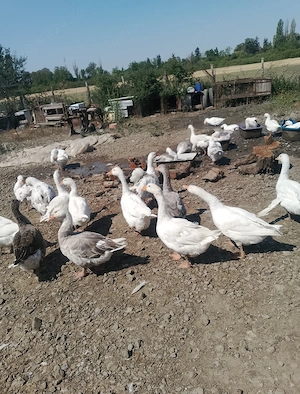gâște de vanzare