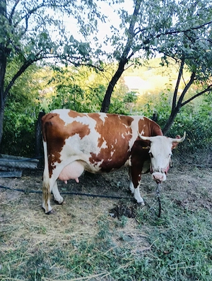 De vanzare - imagine 5