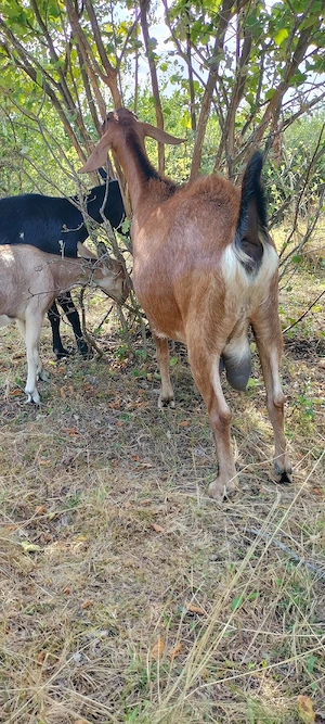 se vind 3 caprite una cu lapte - imagine 3