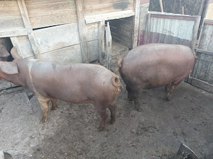Porci de vanzare