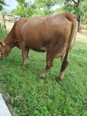 vaca de vânzare 