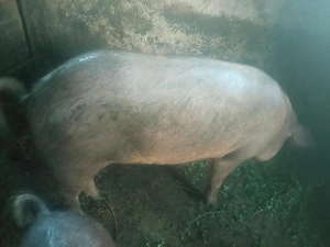 Porci duroc 120 kg