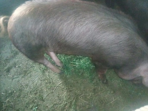 Porci duroc 120 kg - imagine 2