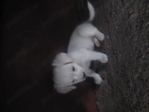 BICHON Maltez Rasă pură  - imagine 5