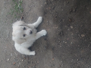 BICHON Maltez Rasă pură  - imagine 2