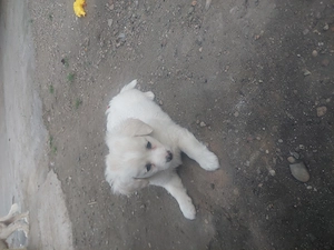 BICHON Maltez Rasă pură  - imagine 4