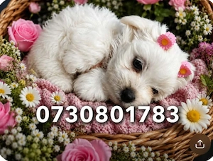 bichon maltez 