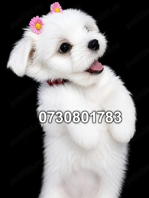 bichon maltez 