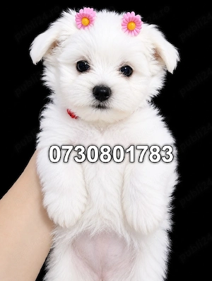 bichon maltez  - imagine 2