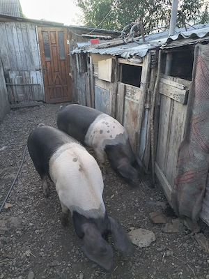 godini landras,bazna cu duroc,scroafa gestanta  - imagine 2