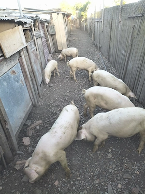 godini landras,bazna cu duroc,scroafa gestanta 