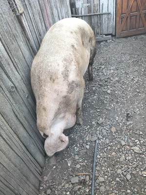 godini landras,bazna cu duroc,scroafa gestanta  - imagine 3