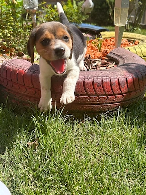 Căței Beagle  - imagine 5