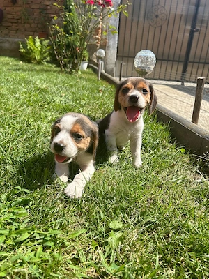 Căței Beagle  - imagine 2