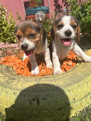 Căței Beagle 