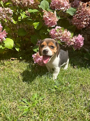Căței Beagle  - imagine 3