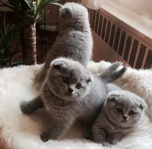 scottish fold de excepție  - imagine 4